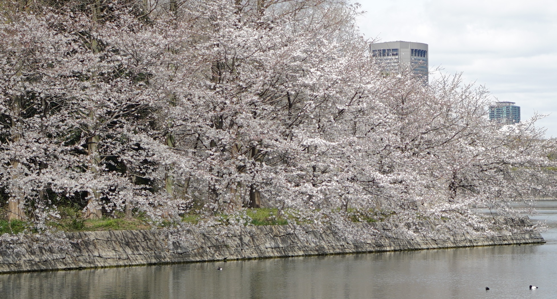 osakajyo sakura